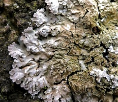 Physconia grisea