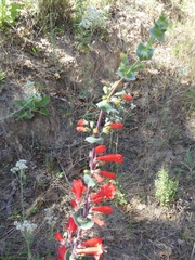Penstemon murrayanus