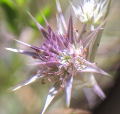 Eryngium armatum