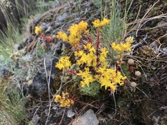 Sedum spathulifolium