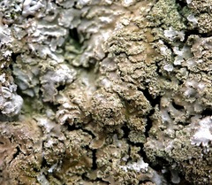 Physconia grisea