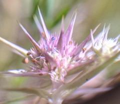 Eryngium armatum