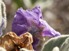 Solanum cleistogamum