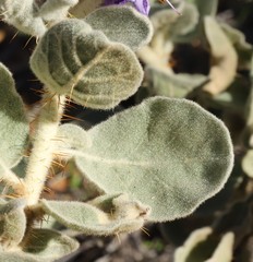 Solanum cleistogamum