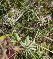 Eryngium armatum