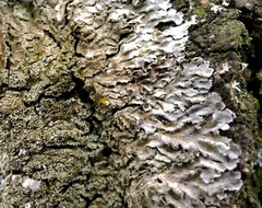 Physconia grisea