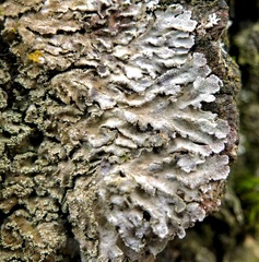 Physconia grisea