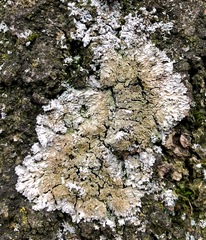 Physconia grisea