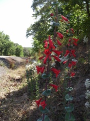 Penstemon murrayanus