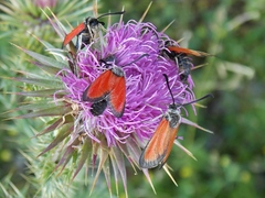 Zygaena rubicundus