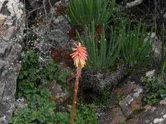 Kniphofia sarmentosa