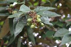 Vismia baccifera image