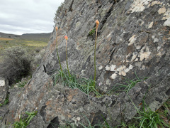 Kniphofia sarmentosa