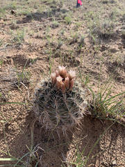 Sclerocactus wrightiae
