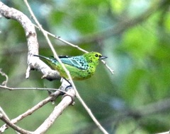 Ixothraupis xanthogastra