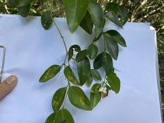 Jasminum simplicifolium