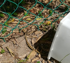 Crotalus mictlantecuhtli