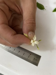 Jasminum simplicifolium