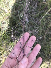 Poa morrisii