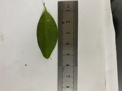 Jasminum simplicifolium