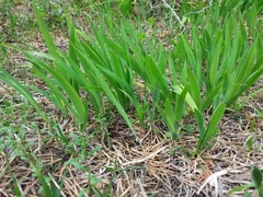 Iris lacustris
