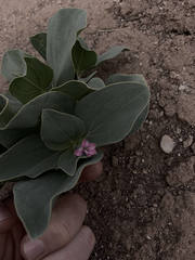 Cycladenia humilis jonesii