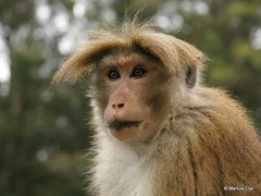 Macaca sinica