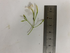 Jasminum simplicifolium