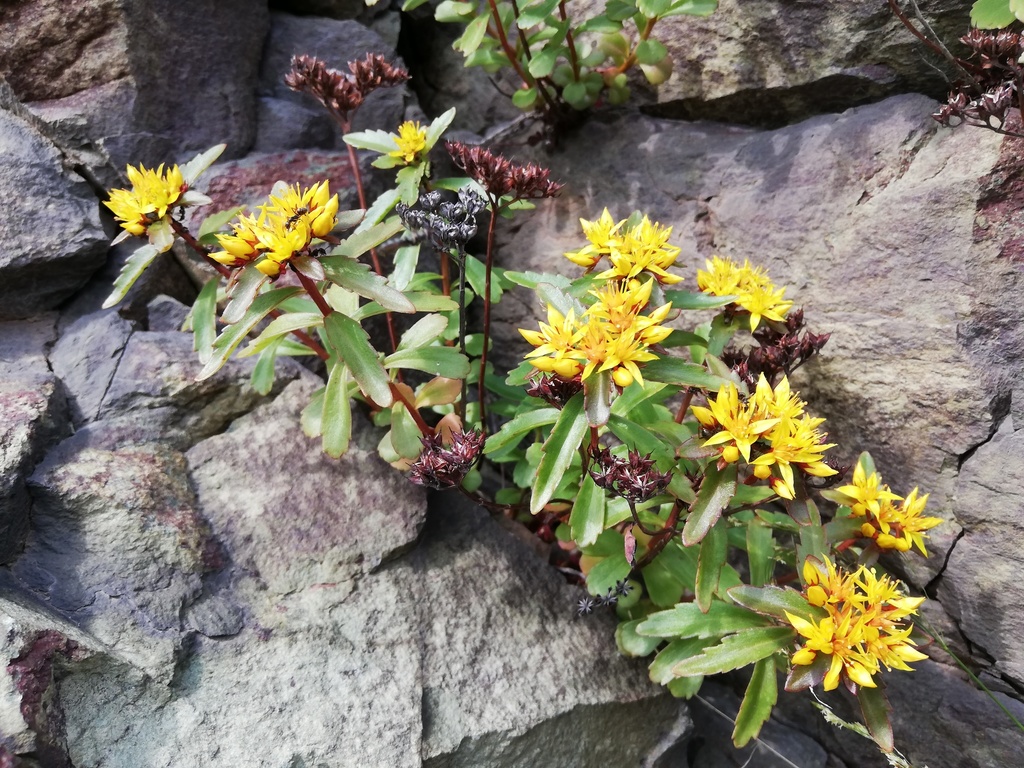 Kamchatka stonecrop