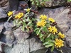 Kamchatka Stonecrop - Photo (c) hpr61, some rights reserved (CC BY-NC), uploaded by hpr61