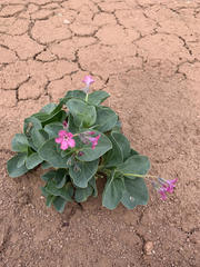 Cycladenia humilis jonesii