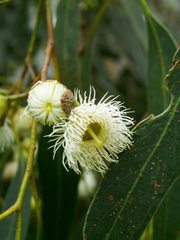 Eucalyptus leucoxylon leucoxylon