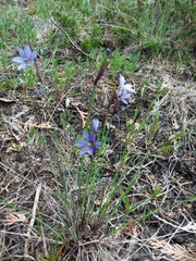 Sisyrinchium mucronatum