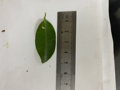 Jasminum simplicifolium