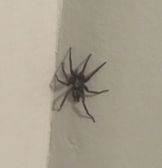 Herpyllus propinquus