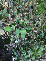 Porophyllum ruderale