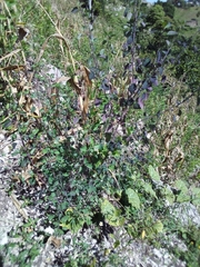 Porophyllum ruderale