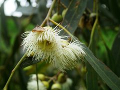 Eucalyptus leucoxylon leucoxylon