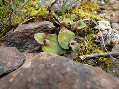 Disperis purpurata