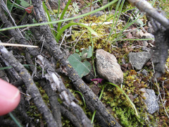 Disperis purpurata
