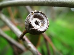 Eucalyptus leucoxylon leucoxylon