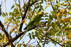 Psittacula krameri