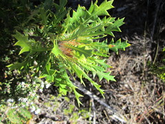 Banksia armata