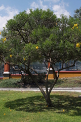 Cascabela thevetioides