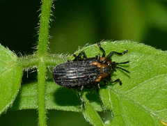 Odontota scapularis
