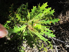 Banksia armata