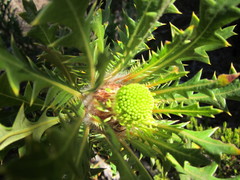 Banksia armata