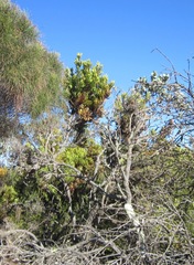 Banksia armata