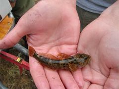 Wood River Sculpin photo 1