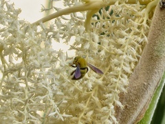 Xylocopa pubescens